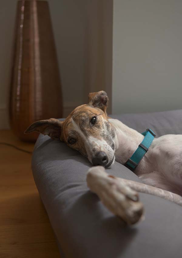 Perro tumbado en una cama